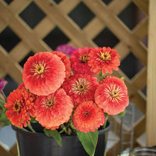 Load image into Gallery viewer, 100 Zinnia "Coral Beauty" Flower Seeds