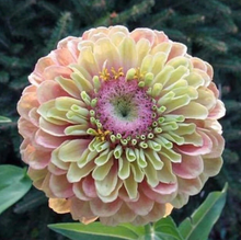 Load image into Gallery viewer, 25 Queen Lime Blush Zinnia Flower Seeds