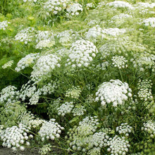 Load image into Gallery viewer, 300 Ammi Queen Anne's Lace Flower Seeds