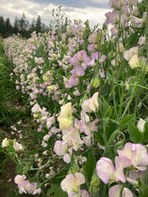 Load image into Gallery viewer, 25 April in Paris Blush Sweet Pea Flower Seeds