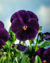 Load image into Gallery viewer, 50 Bergwacht Purple Swiss Giants Pansy Flower Seeds