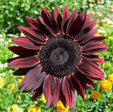 Load image into Gallery viewer, 30 Chocolate Cherry Sunflower Seeds
