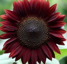 Load image into Gallery viewer, 30 Chocolate Cherry Sunflower Seeds