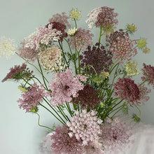 Load image into Gallery viewer, 50 Purple Kisses Queen Anne's Lace Flower Seeds