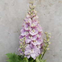 Load image into Gallery viewer, 50 Magic Fountains Cherry Blossom Delphinium Flower Seeds