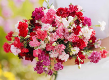 Load image into Gallery viewer, 100 Enfant de Nice Mix French Carnation Seeds