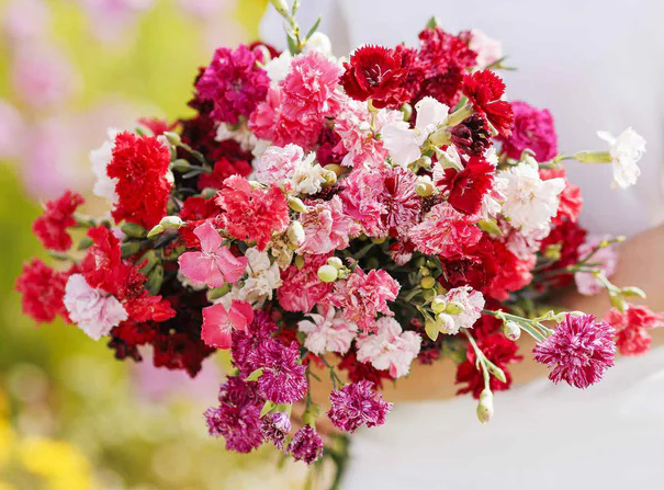 カーネーション / Young Wise Men Carnation Bulk Carnation Seeds - Enfant de Nice Mix | Bulk Wildflowers