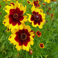 Load image into Gallery viewer, 200 Coreopsis "Plains" Flower Seeds