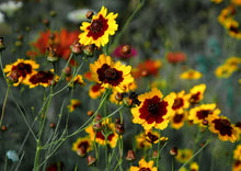 Load image into Gallery viewer, 200 Coreopsis "Plains" Flower Seeds