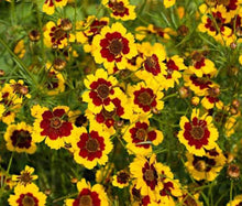 Load image into Gallery viewer, 200 Coreopsis "Plains" Flower Seeds