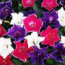 Load image into Gallery viewer, 10 Kikyo-Zaki Japanese Morning Glory Flower Seeds