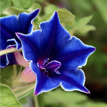 Load image into Gallery viewer, 10 Kikyo-Zaki Japanese Morning Glory Flower Seeds