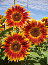 Load image into Gallery viewer, 20 Little Becka Dwarf Sunflower Seeds