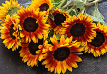 Load image into Gallery viewer, 20 Little Becka Dwarf Sunflower Seeds