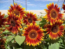 Load image into Gallery viewer, 20 Little Becka Dwarf Sunflower Seeds