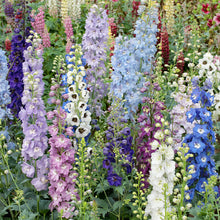 Load image into Gallery viewer, 50 Magic Fountains Mix Delphinium Flower Seeds