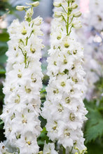 Load image into Gallery viewer, 50 Magic Fountains White Delphinium Flower Seeds