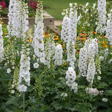 Load image into Gallery viewer, 50 Magic Fountains White Delphinium Flower Seeds