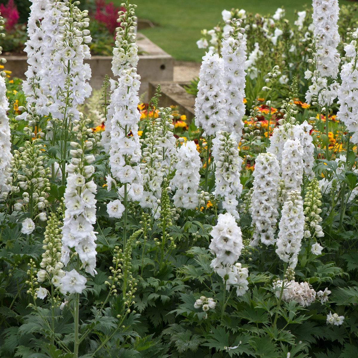 delphinium flower seeds 50 Magic Fountains White Delphinium Flower Seeds – New Hill Farms