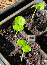 Load image into Gallery viewer, 25 Purple Rose of Sharon Hibiscus Flowering Shrub Seeds