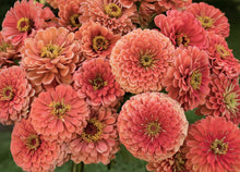 Load image into Gallery viewer, 25 Giant Salmon Rose Zinnia Flower Seeds