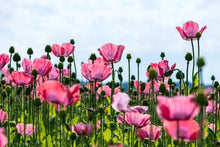 Load image into Gallery viewer, 500 Afghan Poppy Flower Seeds