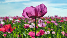 Load image into Gallery viewer, 500 Afghan Poppy Flower Seeds