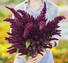 Load image into Gallery viewer, 300 Pygmy Torch Dwarf Amaranthus Flower Seeds