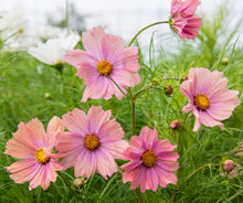 Load image into Gallery viewer, 25 Apricot Cosmos Flower Seeds