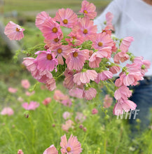 Load image into Gallery viewer, 25 Apricot Cosmos Flower Seeds