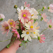 Load image into Gallery viewer, 25 Apricot Lemonade Cosmos Flower Seeds