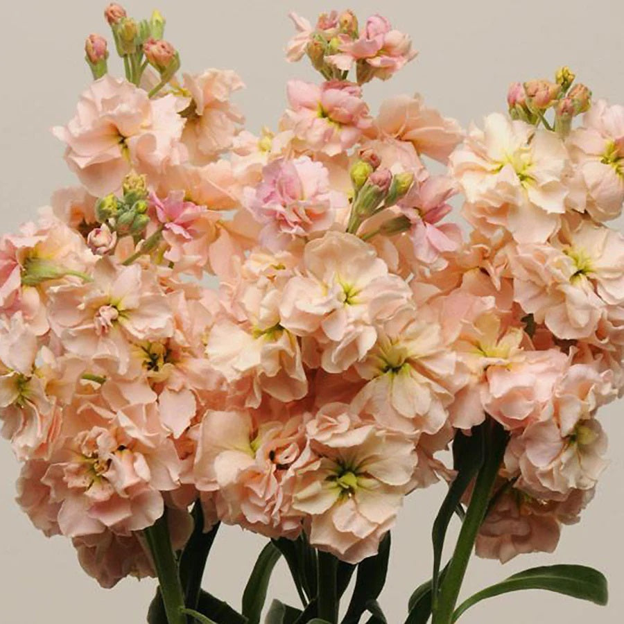 pastel flower seeds 100 Pastel Mix Stock Flower Seeds