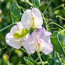 Load image into Gallery viewer, 25 April in Paris Blush Sweet Pea Flower Seeds