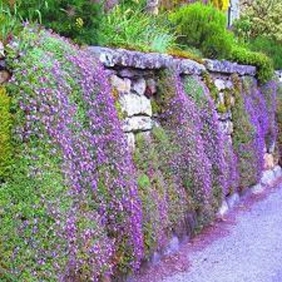 aubrieta cascade purple flower seeds 50 Aubrieta Cascade Purple Flower Seeds