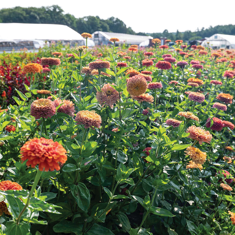 25 Aurora Zinnia Flower Seeds – New Hill Farms
