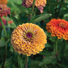 Load image into Gallery viewer, 25 Aurora Zinnia Flower Seeds
