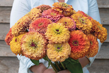 Load image into Gallery viewer, 25 Aurora Zinnia Flower Seeds