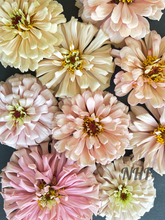 Load image into Gallery viewer, 25 Ballerina Blush Zinnia Flower Seeds