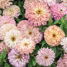 Load image into Gallery viewer, 25 Ballerina Blush Zinnia Flower Seeds