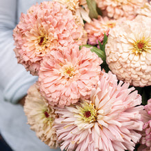 Load image into Gallery viewer, 25 Ballerina Blush Zinnia Flower Seeds