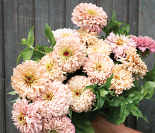 Load image into Gallery viewer, 25 Ballerina Blush Zinnia Flower Seeds
