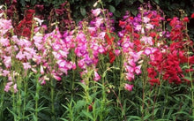 Load image into Gallery viewer, 50 Penstemon / Beardtongue "Sensations Mix" Flower Seeds