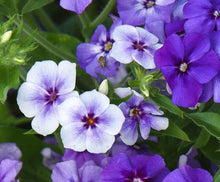 Load image into Gallery viewer, 100 Beauty Blue Annual Phlox Flower Seeds