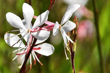 Load image into Gallery viewer, 25 Gaura Bee Blossom Flower Seeds