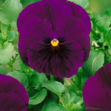 Load image into Gallery viewer, 50 Bergwacht Purple Swiss Giants Pansy Flower Seeds