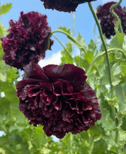 Load image into Gallery viewer, 70,000 Bulk Pack Black Double Peony Poppy Flower Seeds