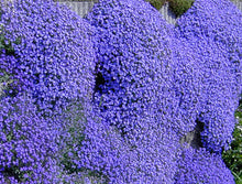 Load image into Gallery viewer, 50 Aubrieta Cascade Blue Flower Seeds
