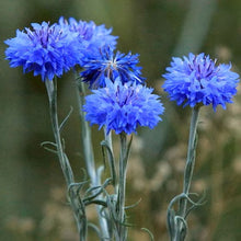 Load image into Gallery viewer, 200 Deluxe Mix Bachelor Button Cornflower Seeds