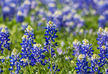 Load image into Gallery viewer, Bulk Pack Bluebonnet Flower Seeds