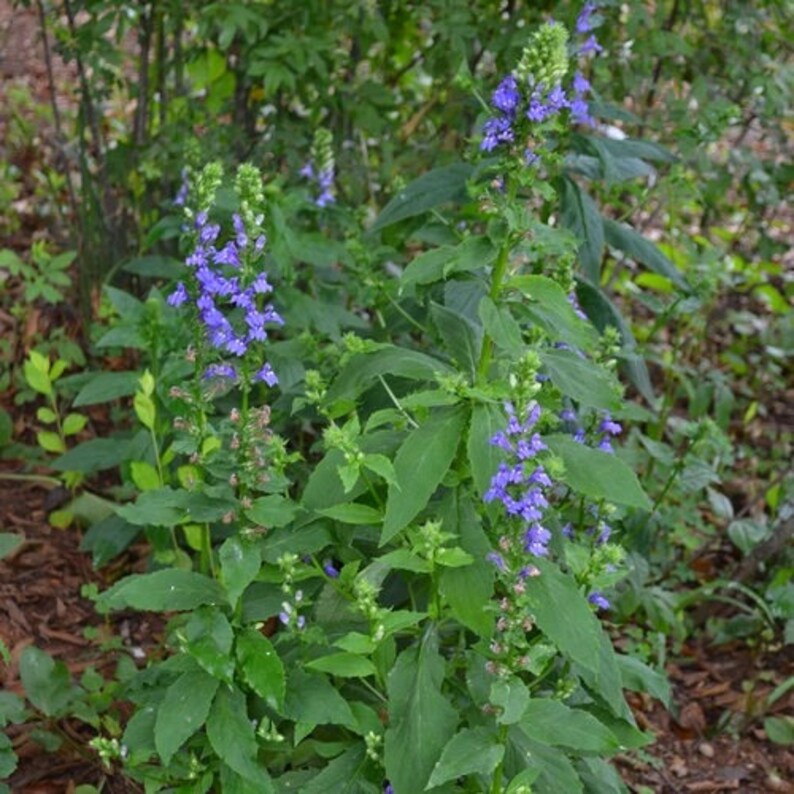 100 Blue Cardinal Flower Seeds New Hill Farms